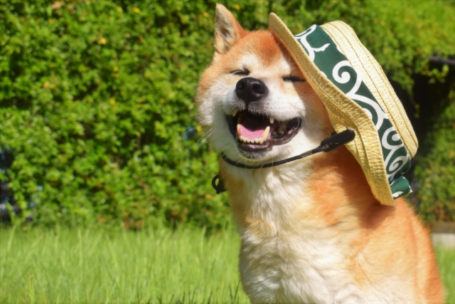 50の文学的な犬の名前